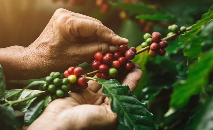 Lavazza develops fully-recyclable paper cup for vending